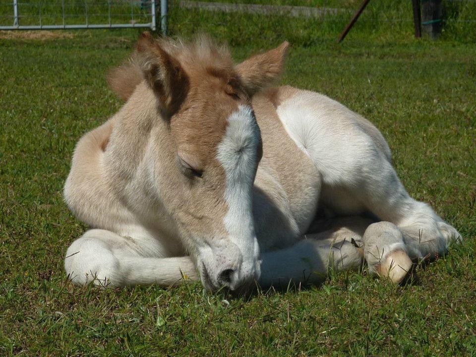 Haflinger foal